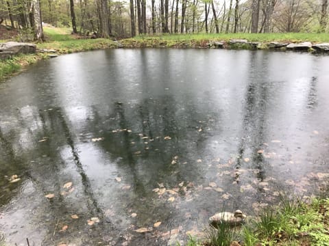 Trout stocked pond