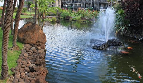 One of Papakea's soothing Koi ponds.  This one is directly below our lanai