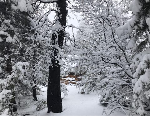 it's snow globe...day! A Glimpse of the back landscape