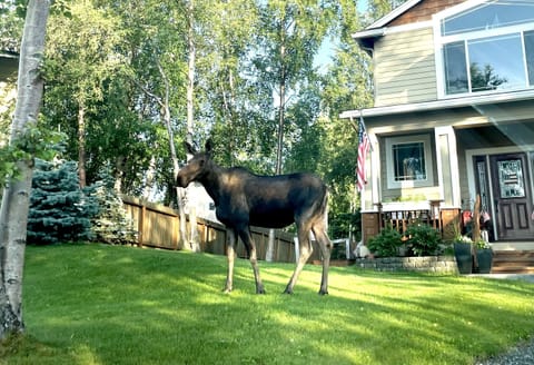 Private apartment on main level of this residence -- Occasional moose visit!
