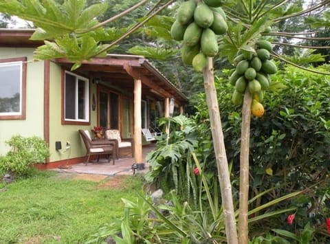 Sweet strawberry papayas in the garden ripening to be picked
