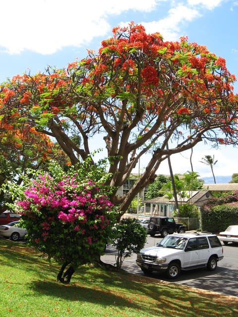 The Kihei Kai Nani gardens are beautiful. Easy parking by the condo at no cost.