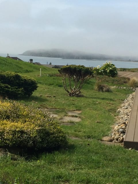 Bodega Head emerging from the fog