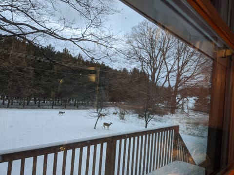 lots of deer year round