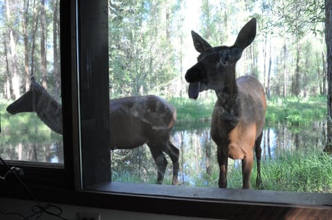 Wildlife love to spy on us.