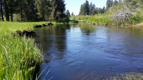 Little Deschutes River in July