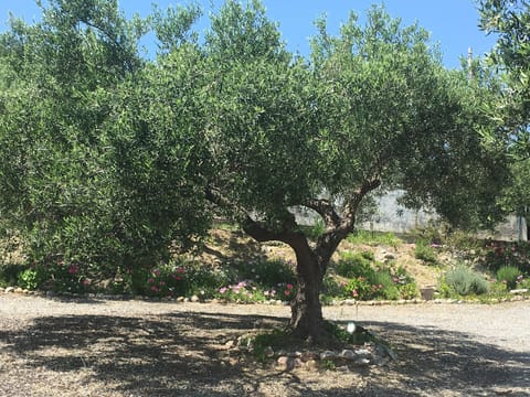 olive tree in garden.