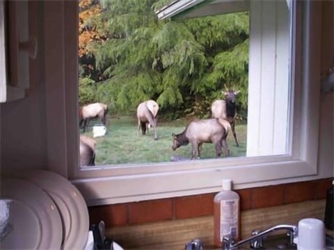  You might get lucky  but really they like to avoid people and dogs......