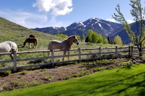 The Views, SV Resort Draft Horses, and Bald Mountain