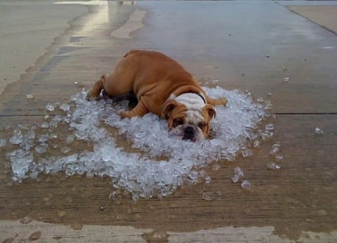 OUR PET FRIENDLY HOME, A PERFECT PLACE TO BRING MAN'S BEST FRIEND ON VACATION!