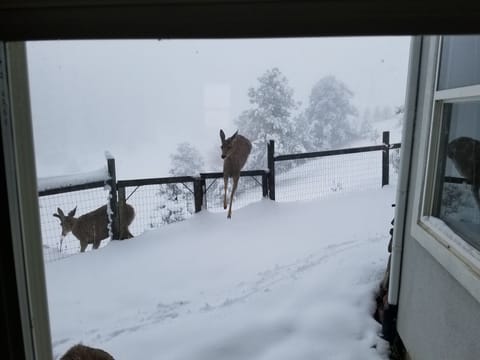The fence is more to keep us from rolling down the hill, not to keep nature out.