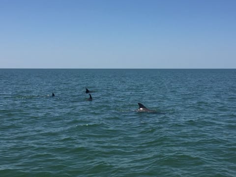 This is a common view in our area while out boating.  Sometimes even at our dock