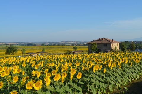 Podere Molinaccio by the road