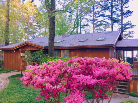 Azaleas in Spring at Robinson's Roost