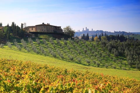 Montegonfoli and San Gimignano. Part of our 1000 olive trees and of our vineyard