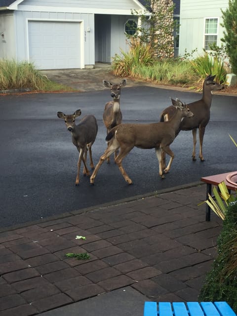 Oregon beaches have forests, filled with all the creatures!