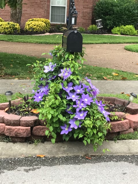 Front mailbox/purple Clematis marks you are in the right place