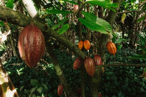 Local grown Cacao pods ... Credit: HTA / Ben Ono