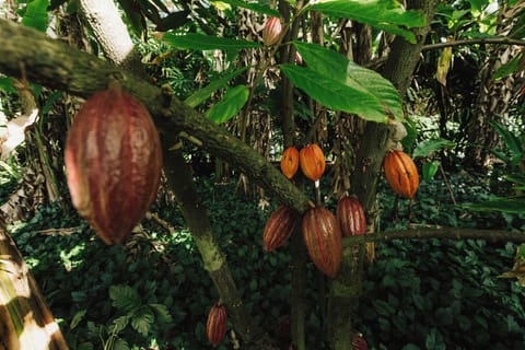 Local grown Cacao pods ... Credit: HTA / Ben Ono