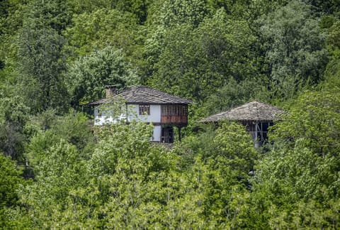 Vegetation, Green, House, Property, Tree, Biome, Nature Reserve, Jungle, Cottage, Leaf
