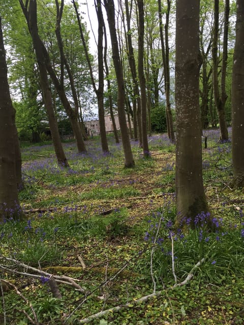 bluebell woods nearby