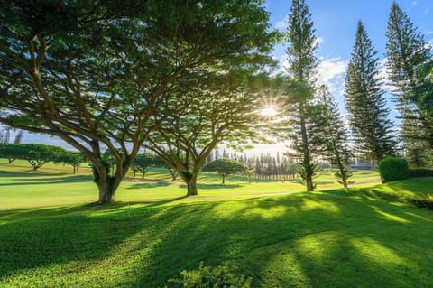 Where golden light filters through ancient trees and the greens stretch forever—Kapalua mornings are made to savor