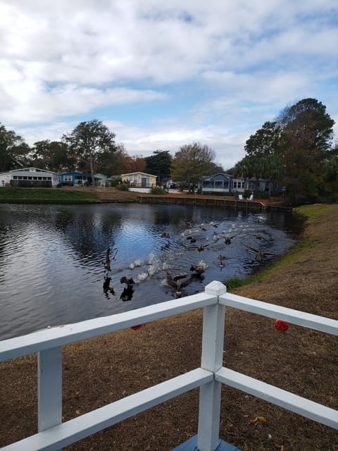 looking off the back porch