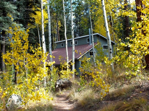 Fall is colorful. Take a hike among the aspens in national forest.