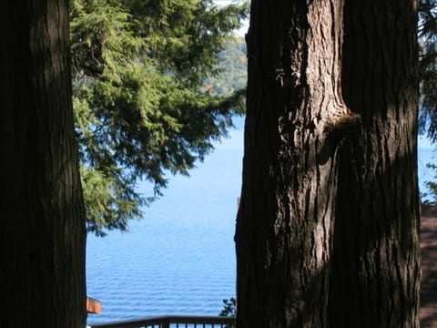 Lake views thru the hemlock trees