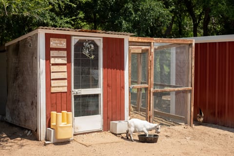 Welcome to the Hen house!