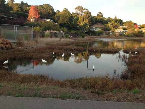 This is our wetlands to the south of our rental property. A great walk to be had