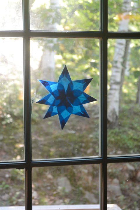 The beautiful white birches that hold our little hill together. 