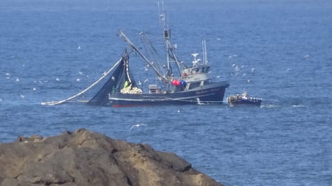 Squid Fishing taken from rental.