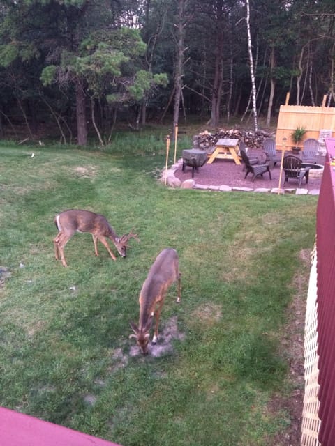 Upon your visit you will most likely be visited by Deer 🦌. Do not be alarmed. 