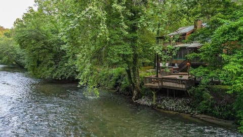 Lofty Pines On The Cartecay