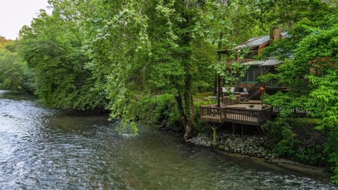 Lofty Pines On The Cartecay 