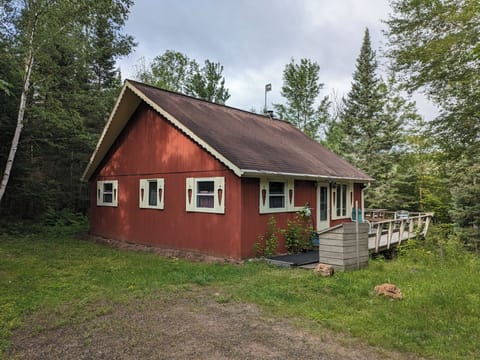 Edelweiss in the summer