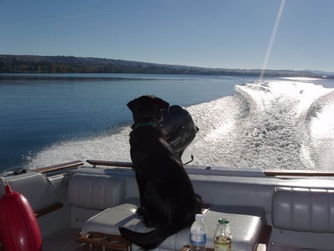 Dogs life, on her way to fishing