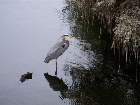 Blue Heron checking out his dinner - herring, cutthroat, coho salmon.