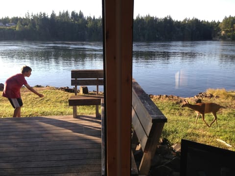 Deer passing by deck