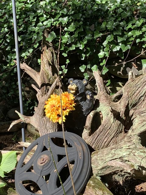 You might just get to see a Real Bear