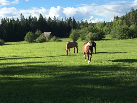 our horses grazing in meadow near the house with 100 yr old barn in background