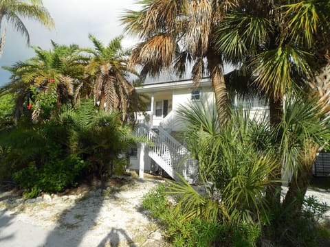 A tropical paradise with Bouganvillea, Hibiscus, Tropicals and Coconut Palms