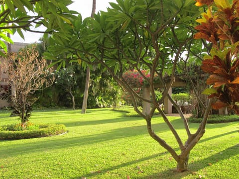 Garden view from lanai