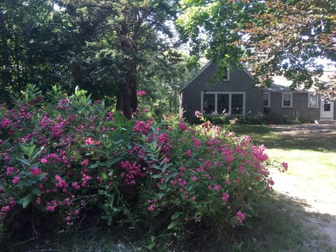 Cottage apartment. Roses bloom 2 weeks in early July.