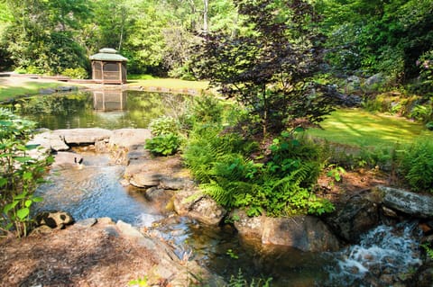 Front yard pond with waterfall 