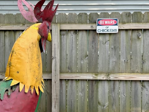 the chicken is ready to make a smile or maybe a run?