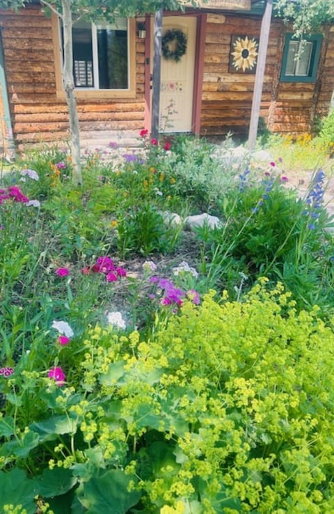 Variety of wildflowers decorate the front yard in the summer.
