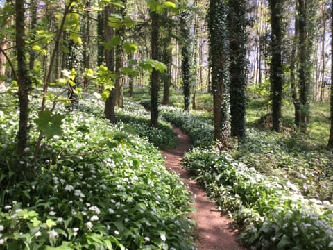 Wild Garlic...magical walk