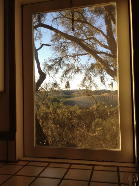 Picture perfect views of the vineyards